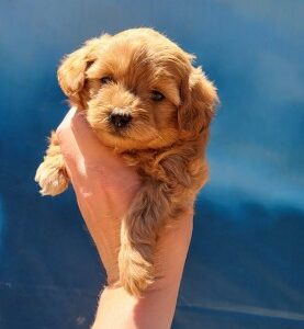 Maltipoo stenci Slika 3