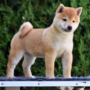 Shiba Inu / Šiba inu, štenci Slika 3