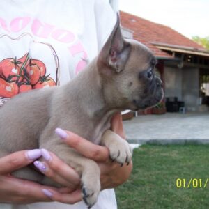 Francuski buldog štenci egzoticnih boja Slika 3