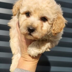 Maltipoo- bipoo Slika 3