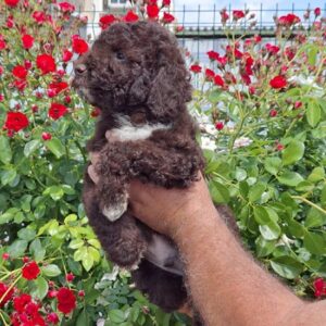 Lagoto Romanjolo (Lagotto Romagnolo) Slika 3