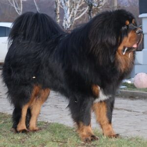 Tibetski mastif, štenci Slika 10 Tibetski mastif, štenci Slika 10