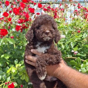 Lagoto Romanjolo (Lagotto Romagnolo) Slika 4