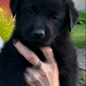 Prodajem tri muska steneta Labradora Slika 5