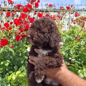 Lagoto Romanjolo (Lagotto Romagnolo) Slika 5