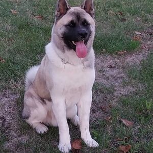 Američka akita, parenje Slika 5