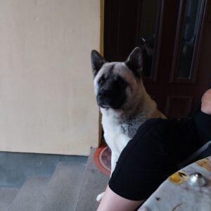 Američka akita, parenje Slika 6