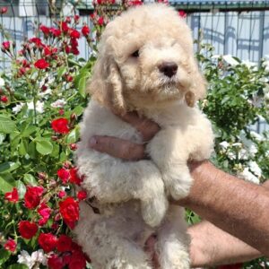 Lagoto Romanjolo (Lagotto Romagnolo) Slika 7