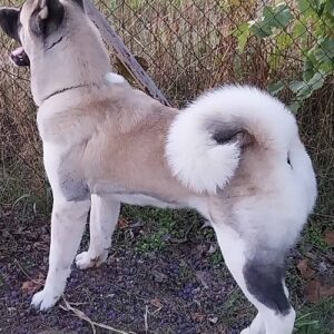 Američka akita, parenje Slika 7