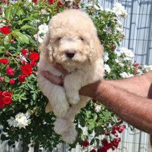 Lagoto Romanjolo (Lagotto Romagnolo) Slika 8