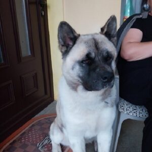 Američka akita, parenje Slika 8