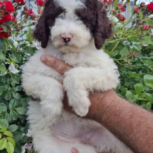 Lagoto Romanjolo (Lagotto Romagnolo) Slika 9