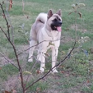 Američka akita, parenje Slika 9