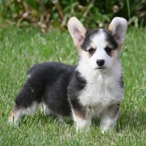Velški korgi/Welsh Corgi Pembroke Slika 4