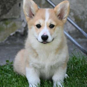 Velški korgi/Welsh Corgi Pembroke Slika 5