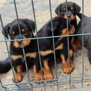 Prelepa štenad Rotvajlera, 2 meseca starosti Slika 2