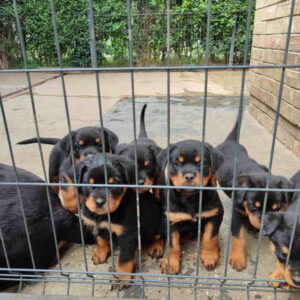 Prelepa štenad Rotvajlera, 2 meseca starosti Slika 4