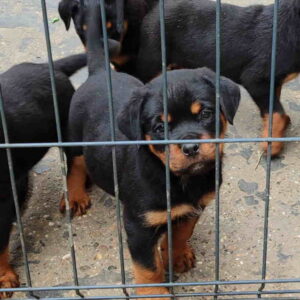 Prelepa štenad Rotvajlera, 2 meseca starosti Slika 6