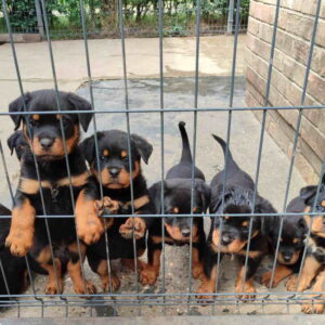 Prelepa štenad Rotvajlera, 2 meseca starosti Slika 7