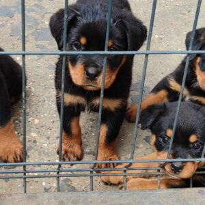 Prelepa štenad Rotvajlera, 2 meseca starosti Slika 8