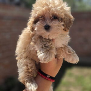Maltipoo bebe Slika 2