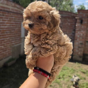 Maltipoo bebe Slika 5