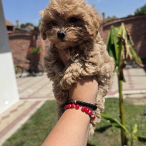 Maltipoo bebe Slika 6