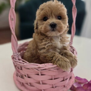 Preslatki maleni MALTIPOO stenci Slika 2