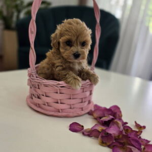 Preslatki maleni MALTIPOO stenci Slika 3