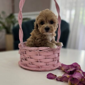 Preslatki maleni MALTIPOO stenci Slika 4
