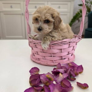 Preslatki maleni MALTIPOO stenci Slika 5