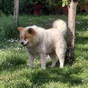 Poklon – Mešanac akita inu i samojeda, star 2 godine Slika 2
