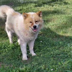 Poklon – Mešanac akita inu i samojeda, star 2 godine Slika 3