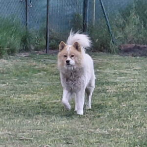 Poklon – Mešanac akita inu i samojeda, star 2 godine Slika 4