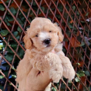 Dostupni za preuzimanje MALTIPOO prelepi Slika 2