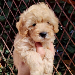 Dostupni za preuzimanje MALTIPOO prelepi Slika 3
