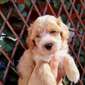 Dostupni za preuzimanje MALTIPOO prelepi Slika 4