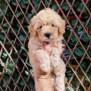 Dostupni za preuzimanje MALTIPOO prelepi Slika 5