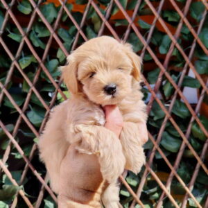 Dostupni za preuzimanje MALTIPOO prelepi Slika 6