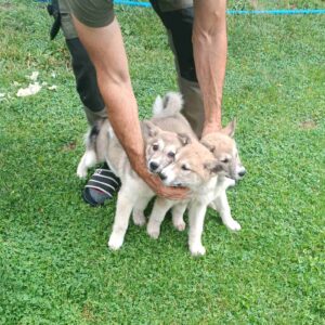 Zapadnosibirska lajka štenci Slika 2
