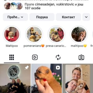 Crveni Cockapoo štenci Slika 7