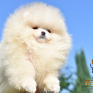 Pomeranac BOO medvedići, Pomeranski Špic štenci Slika 2