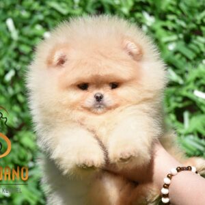 Pomeranac BOO medvedići, Pomeranski Špic štenci Slika 5
