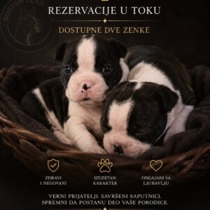 Boston terijer prelepi štenci Slika 11