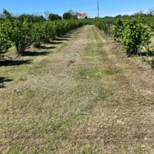 Zasad lešnika-Vladimirci,Trbušac Slika 10