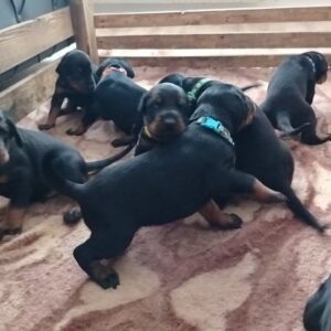 Doberman stenci – vrhunsko poreklo Slika 2 Doberman stenci – vrhunsko poreklo Slika 2