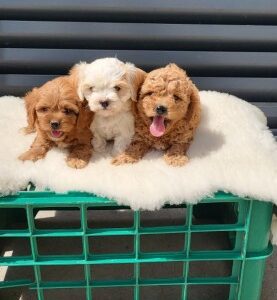 Maltipoo-Cavapoo Cavapo-Kavapu stenci Slika 2 Maltipoo-Cavapoo Cavapo-Kavapu stenci Slika 2