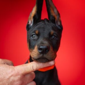 Doberman, stenad na prodaju Slika 2 Doberman, stenad na prodaju Slika 2