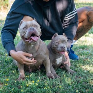 American bully Slika 2 American bully Slika 2