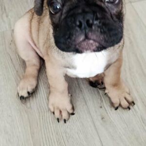 Francuski buldog Slika 2 Francuski buldog Slika 2